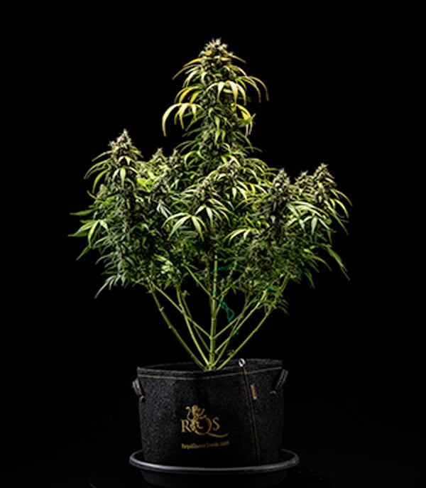 Cherry Pie Auto Grow-Report: Ernte Cherry Pie Auto Grow-Report: Ernte