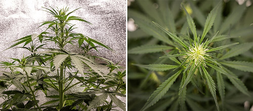 Cherry Pie Auto Grow Guide: Wachstumsphase Cherry Pie Auto Grow Guide Woche für Woche: Wachstumsphase (Woche 2–4)
