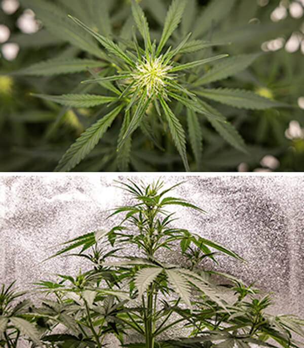 Cherry Pie Auto Grow Guide: Wachstumsphase Cherry Pie Automatic Grow Report: Seedling Stage (Week 2-4)