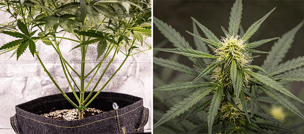 Cherry Pie Auto Grow Guide: Blütephase Cherry Pie Auto Grow Guide: Blütephase (Woche 5)
