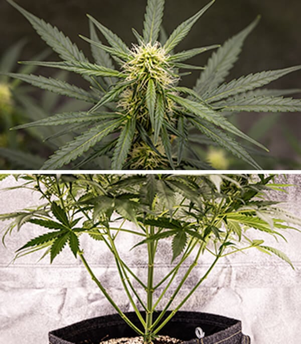 Cherry Pie Auto Grow Guide: Blütephase Cherry Pie Auto Grow Guide: Blütephase (Woche 5)