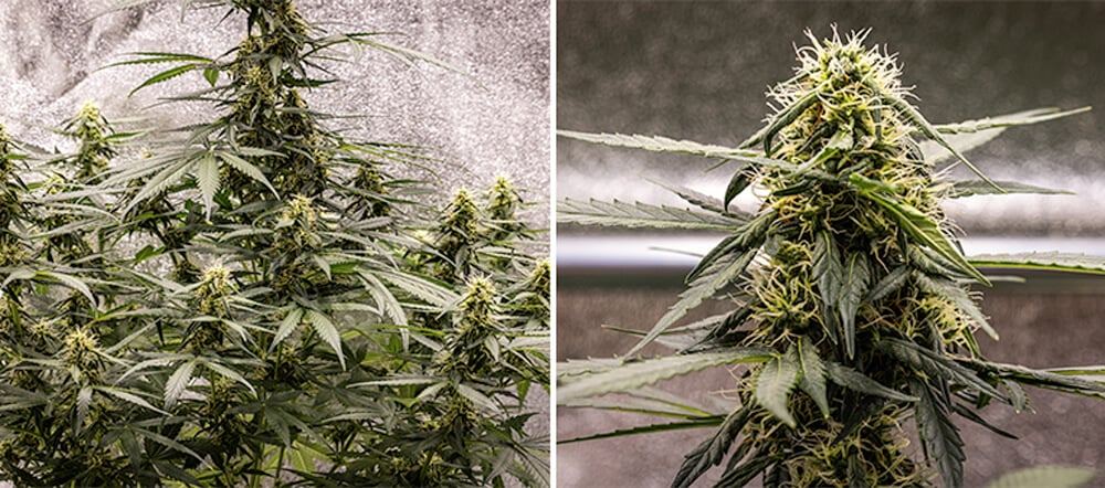 Cherry Pie Auto Grow Guide: Blütephase Cherry Pie Auto Grow Guide: Blütephase (Woche 6)