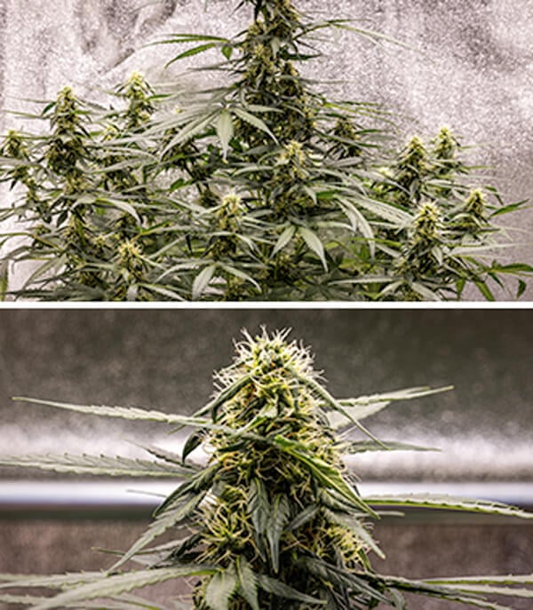Cherry Pie Auto Grow Guide: Blütephase Cherry Pie Auto Grow Guide: Blütephase (Woche 6)
