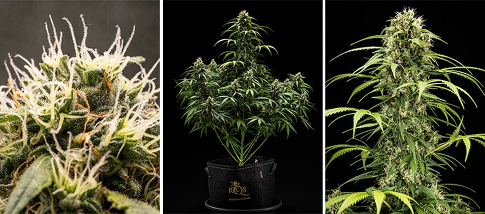 Cherry Pie Auto Grow Guide: Blütephase Cherry Pie Auto Grow Guide: Blütephase (Woche 7–8)