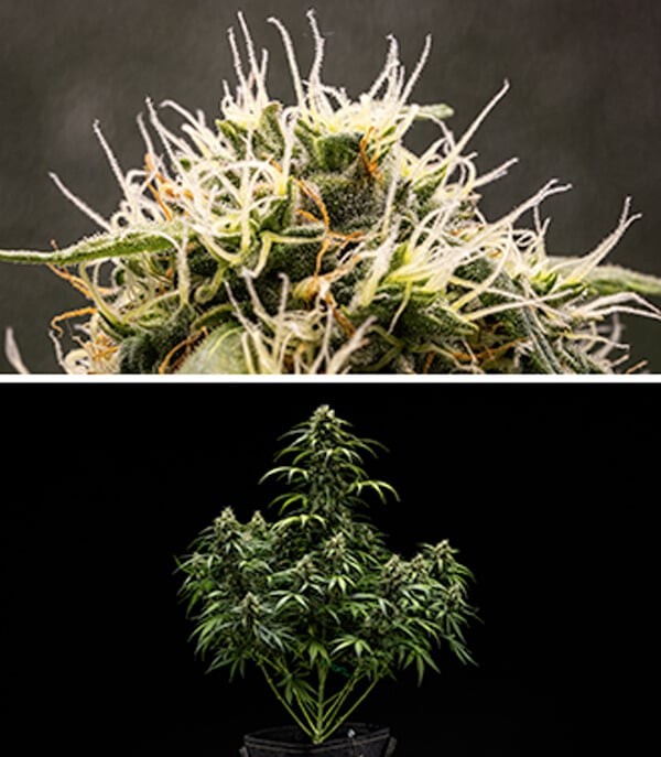 Cherry Pie Auto Grow Guide: Blütephase Cherry Pie Auto Grow Guide: Blütephase (Woche 7–8)