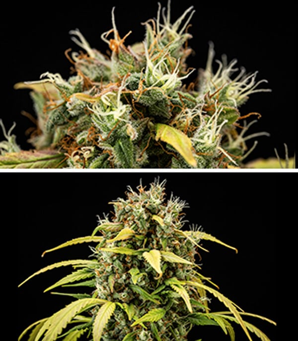 Cherry Pie Auto Grow Guide: Blütephase Cherry Pie Auto Grow Guide: Blütephase (Woche 9–10)