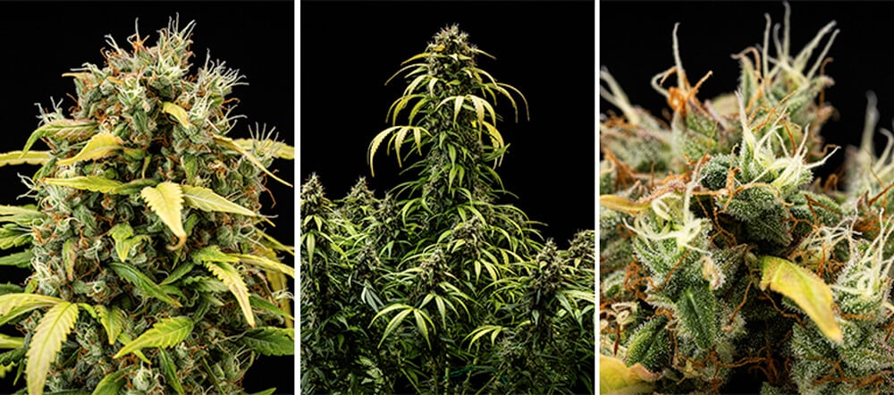 Cherry Pie Auto Grow Guide: Blütephase Cherry Pie Auto Grow Guide: Blütephase (Woche 9–10)
