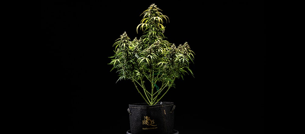 Cherry Pie Auto Grow-Report: Ernte Cherry Pie Auto Grow-Report: Ernte