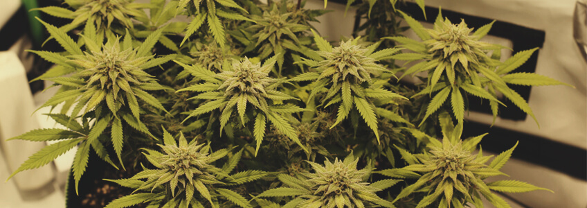 Chocolate Haze Chocolate Haze