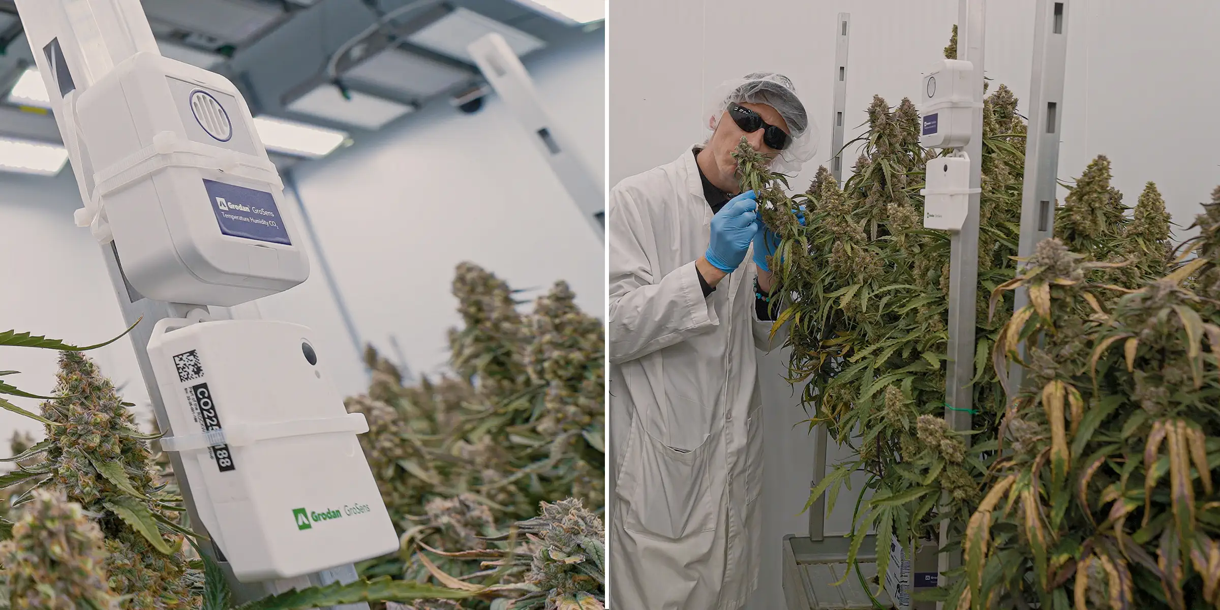 Cannabispflanzen in der Blüte unter kontrollierter Innenbeleuchtung, mit dichten harzigen Colas neben Klimasensoren zur Überwachung von Temperatur, Luftfeuchtigkeit, CO₂ und Crop-Steering-Bedingungen.