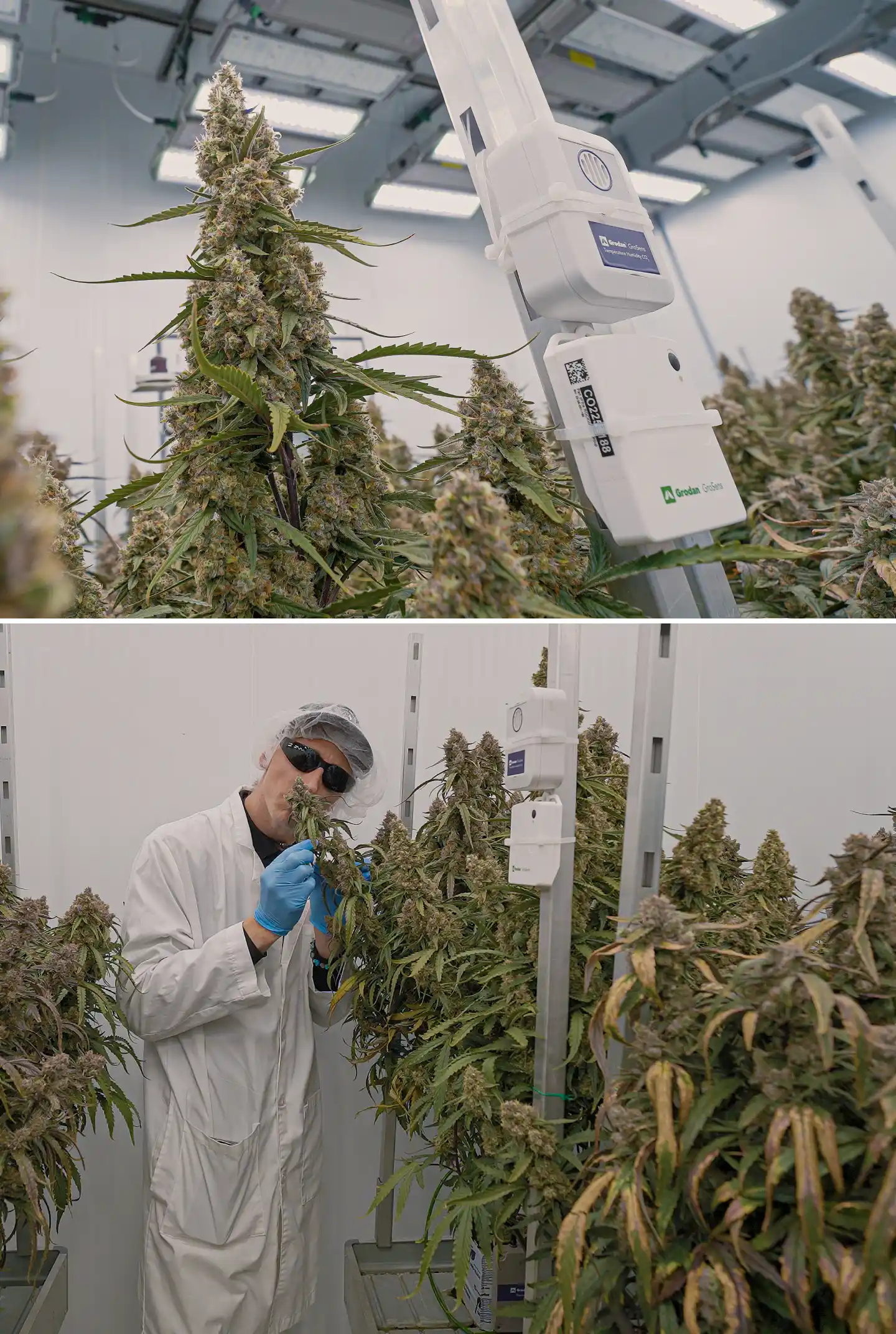 Cannabispflanzen in der Blüte unter kontrollierter Innenbeleuchtung, mit dichten harzigen Colas neben Klimasensoren zur Überwachung von Temperatur, Luftfeuchtigkeit, CO₂ und Crop-Steering-Bedingungen.
