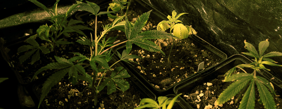Klon Royal Queen Seeds