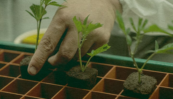 Zeitsparendes Cannabis-Klonen: Erdtablett-Bild Hand, die Cannabis-Klone in einem Tablett mit Erdwürfeln pflanzt, zeigt die Effizienz des Klonens für das Cannabiskultivieren auf einem grünen Tablett, ideal für Anbauanleitungen.