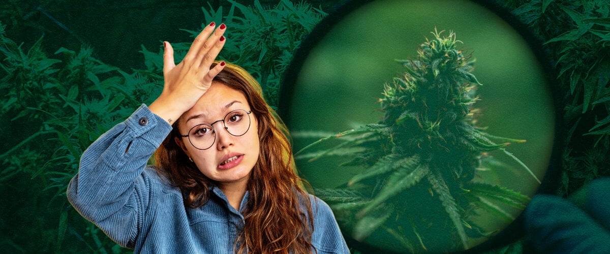 Growzelt-Fehler & Lösungen: Anfängertipps für Erfolgreichen Cannabisanbau Vermeiden Sie häufige Anfängerfehler mit Growzelten: Erfahren Sie, wie Sie Überwässerung, schlechte Belüftung, schwache Beleuchtung, pH-Probleme, Schädlinge und Hitzestress für einen erfolgreichen Indoor-Cannabisanbau verhindern.