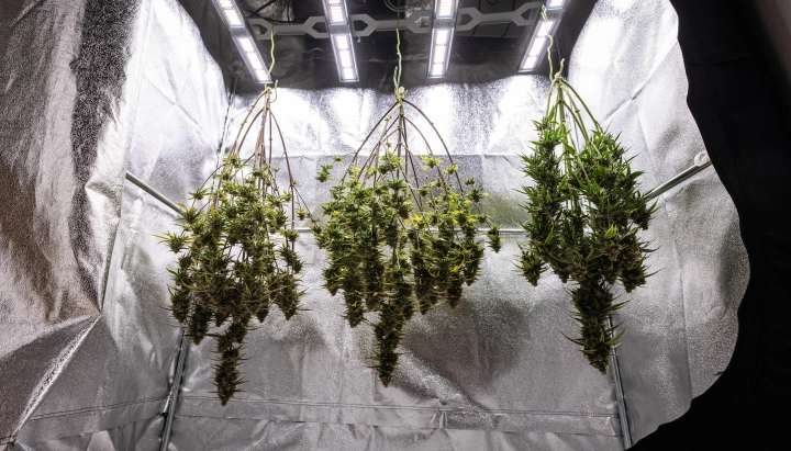 Ganze Cosmos F1 Cannabispflanzen trocknen nach der Ernte in der Growbox, mit reifen harzigen Zweigen, die vor dem Trimmen, Curing und den endgültigen Ertragsergebnissen im Dunkeln hängen.