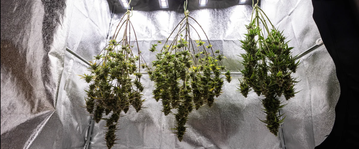 Ganze Cosmos F1 Cannabispflanzen trocknen nach der Ernte in der Growbox, mit reifen harzigen Zweigen, die vor dem Trimmen, Curing und den endgültigen Ertragsergebnissen im Dunkeln hängen.