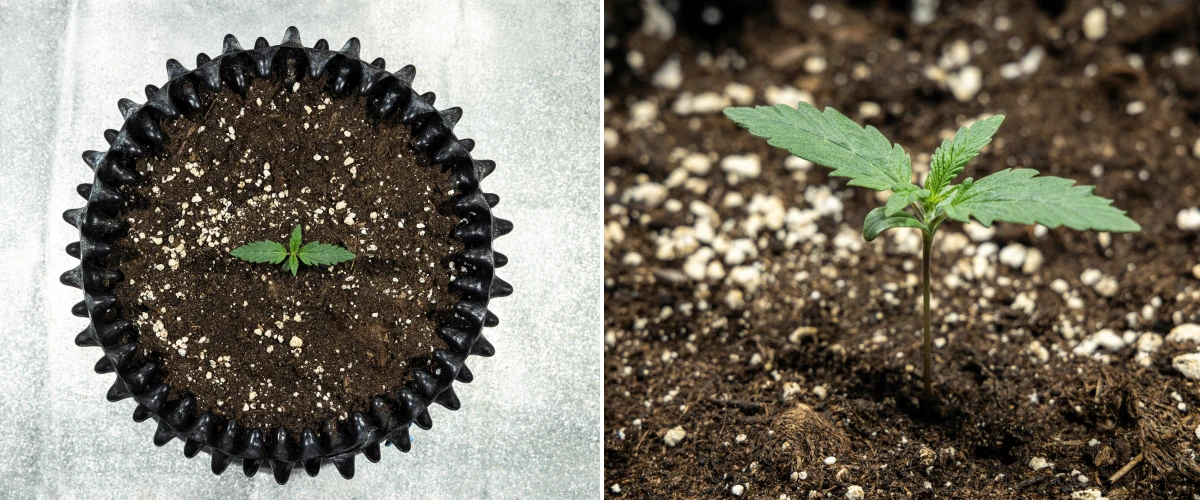 Cosmos F1 Cannabis-Keimling während der Keimung, der zwischen den Keimtagen 1 und 5 gleichmäßig aus der Erde wächst.