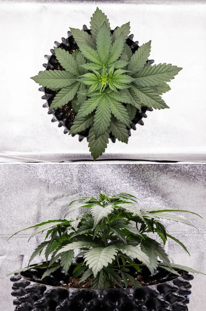 Cosmos F1 Cannabispflanze in der 2. Vegetationswoche mit buschigem frühem Wachstum, gesunder Verzweigung und breiten grünen Blättern zwischen den Keimtagen 12 und 19.