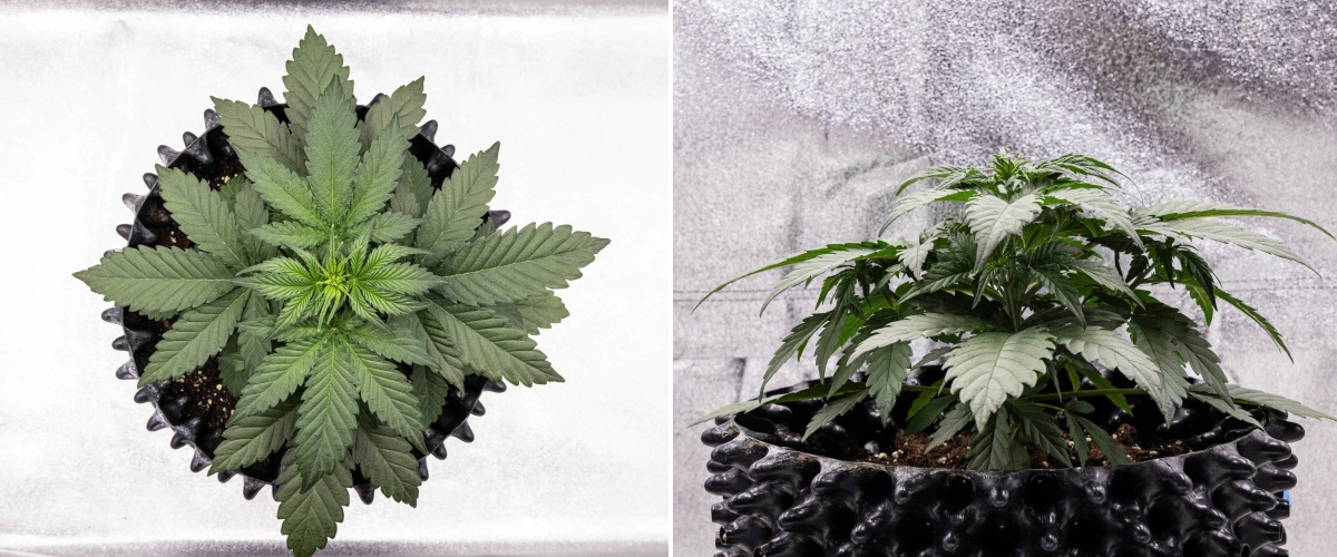 Cosmos F1 Cannabispflanze in der 2. Vegetationswoche mit buschigem frühem Wachstum, gesunder Verzweigung und breiten grünen Blättern zwischen den Keimtagen 12 und 19.