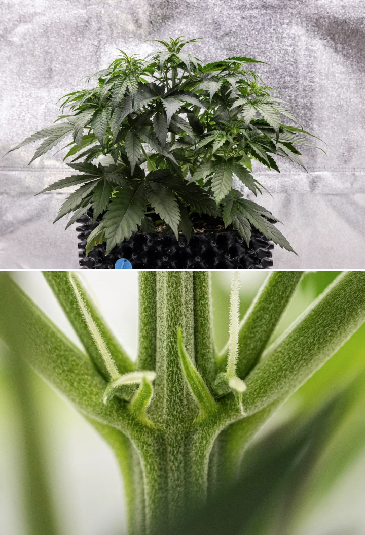 Cosmos F1 Cannabispflanze in Woche 3 mit sativageprägter Verzweigung, dichtem grünem Laub und den ersten weißen Blütenstempeln, während die Blüte zwischen den Keimtagen 19 und 26 beginnt.