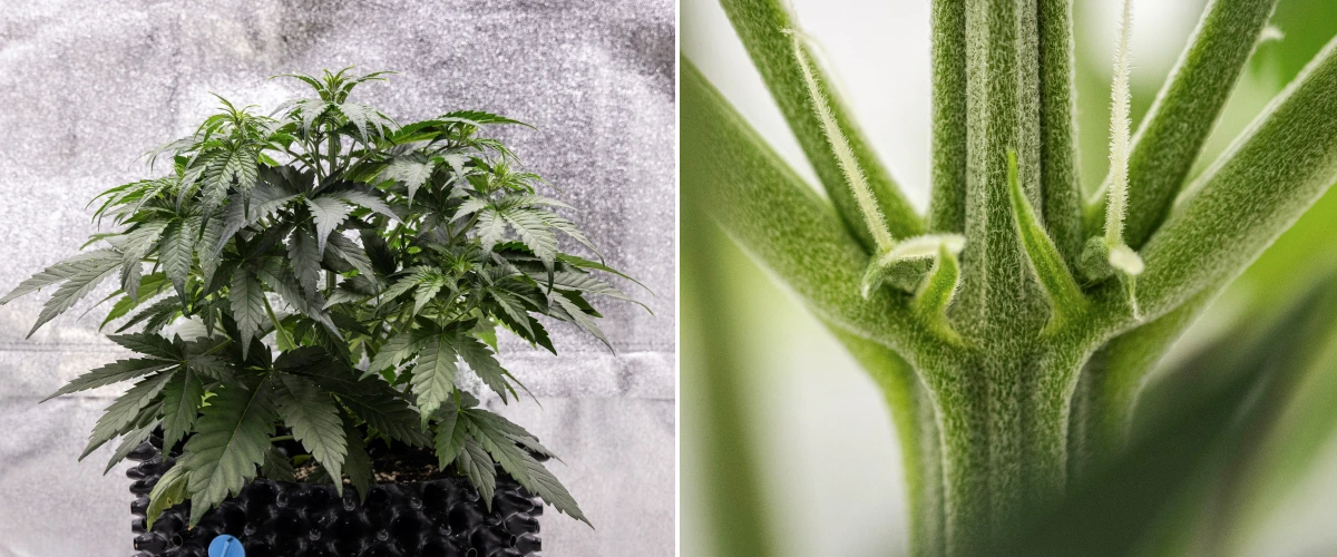 Cosmos F1 Cannabispflanze in Woche 3 mit sativageprägter Verzweigung, dichtem grünem Laub und den ersten weißen Blütenstempeln, während die Blüte zwischen den Keimtagen 19 und 26 beginnt.