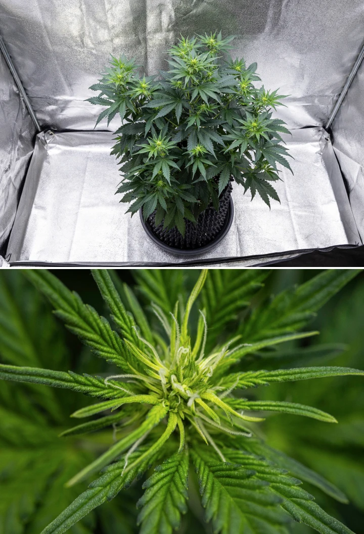 Cosmos F1 Cannabispflanze in der 1. Blütewoche mit starkem vertikalem Wachstum, weihnachtsbaumartiger Struktur, gesunden dunkelgrünen Blättern und sich entwickelnden Blütenständen zwischen den Keimtagen 26 und 33.