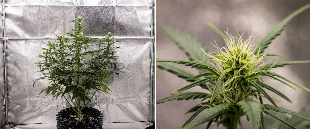 Cosmos F1 Cannabispflanze in der 2. Blütewoche mit früher Blütenbildung, gesundem grünem Laub, vertikaler Zweigstruktur und sich entwickelnden weißen Blütenstempeln zwischen den Keimtagen 33 und 40.