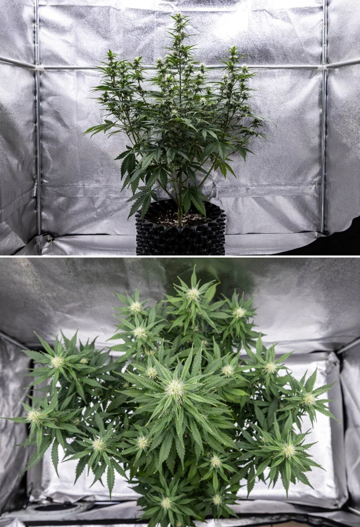 Cosmos F1 Cannabispflanze in der 3. Blütewoche mit dominanter zentraler Cola, gut verteilten Seitenzweigen, gesundem dunkelgrünem Laub und sich entwickelnden Blütenansätzen zwischen den Keimtagen 40 und 47.