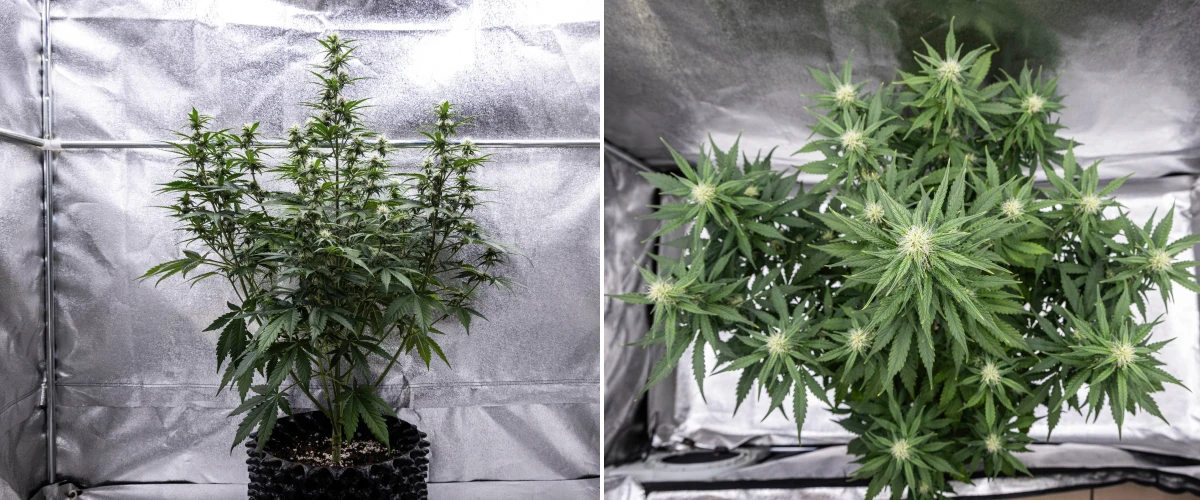 Cosmos F1 Cannabispflanze in der 3. Blütewoche mit dominanter zentraler Cola, gut verteilten Seitenzweigen, gesundem dunkelgrünem Laub und sich entwickelnden Blütenansätzen zwischen den Keimtagen 40 und 47.