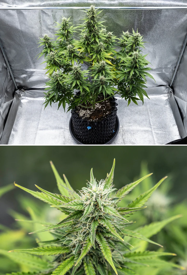 Cosmos F1 Cannabispflanze in der 4. Blütewoche mit dichten harzigen Blüten, klebrigen Kelchen, reifenden Colas und leichter Gelbfärbung der unteren Blätter zwischen den Keimtagen 47 und 54.