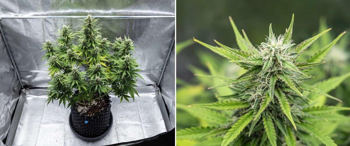 Cosmos F1 Cannabispflanze in der 4. Blütewoche mit dichten harzigen Blüten, klebrigen Kelchen, reifenden Colas und leichter Gelbfärbung der unteren Blätter zwischen den Keimtagen 47 und 54.