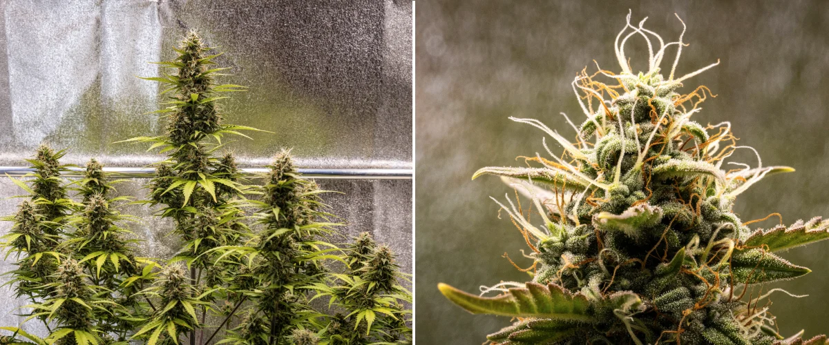 Cosmos F1 Cannabispflanze in der 5. Blütewoche mit trichomreichen kompakten Blüten, reifenden Colas, bernsteinfarbenen Blütenstempeln und vergilbenden Blättern, während die Ernte zwischen den Keimtagen 54 und 61 näher rückt.