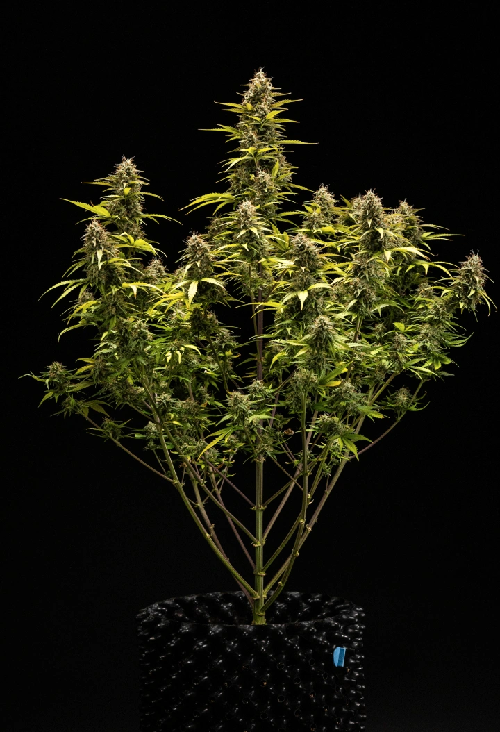 Cosmos F1 Cannabispflanze in der 6. Blüte- und Erntewoche mit reifen, trichombedeckten Colas, geschwollenen Kelchen, vergilbenden Blättern und harzigen Blüten, die am Keimtag 68 erntereif sind.