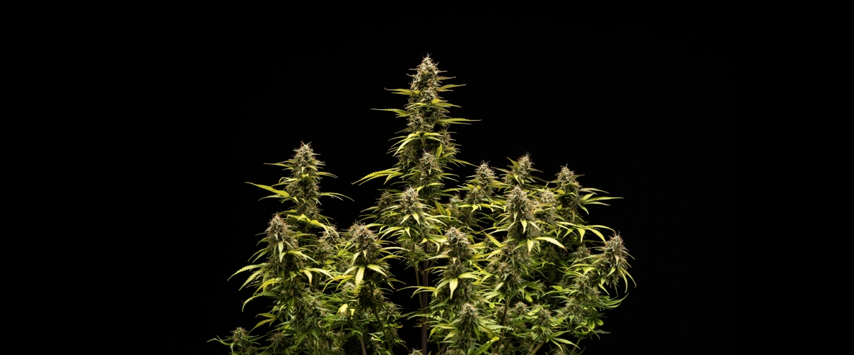 Cosmos F1 Cannabispflanze in der 6. Blüte- und Erntewoche mit reifen, trichombedeckten Colas, geschwollenen Kelchen, vergilbenden Blättern und harzigen Blüten, die am Keimtag 68 erntereif sind.