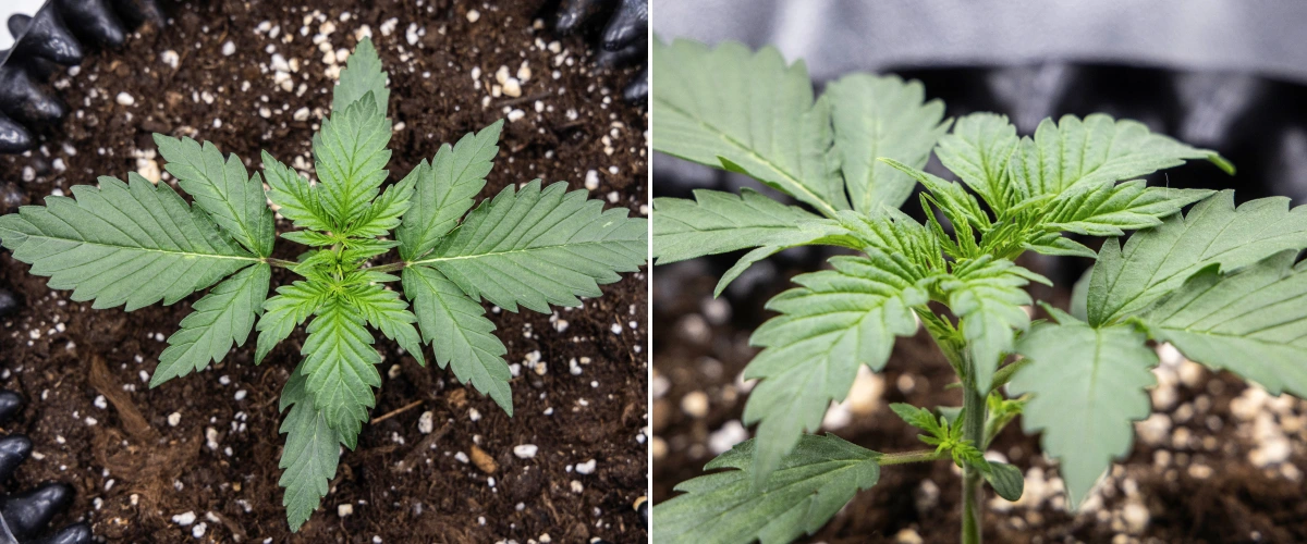 Cosmos F1 Cannabispflanze in der 1. Vegetationswoche mit kompaktem, aufrechtem Wachstum, gleichmäßigem Blattabstand und gesundem frühem Laub zwischen den Keimtagen 5 und 12.