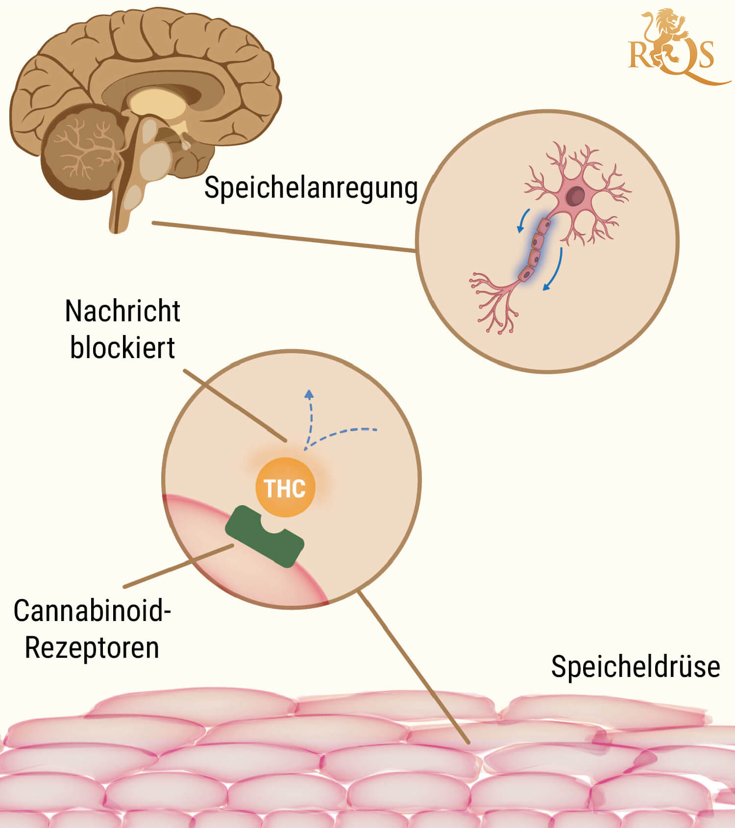 Die Wissenschaft Hinter Dem Pappmaul Durch Das Rauchen Von Gras