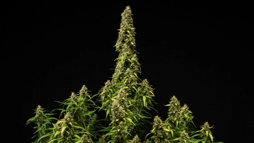 Reife Wedding Cake Auto Cannabispflanze vor schwarzem Hintergrund, mit dichten harzigen Buds, verblassenden Blättern und einer hohen zentralen Cola während der letzten Blütephase.