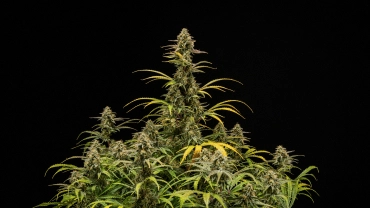 Reife Hyperion F1 Cannabispflanzen vor schwarzem Hintergrund, mit hohen blühenden Colas, harzigen Buds, verblassenden Blättern und einem kräftigen Blätterdach während der letzten Blütephase.