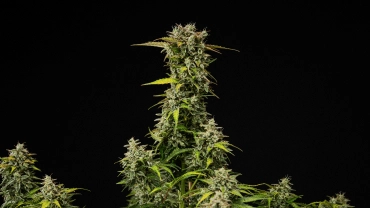 Ausgewachsene Royal Creamatic Cannabispflanze mit dichten harzigen Buds, frostigen Trichomen und einer hohen Hauptcola vor schwarzem Hintergrund.