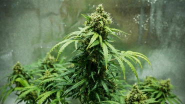 Royal Dwarf Cannabispflanze mit kompakten erntereifen Buds, harzigen Blüten, orangefarbenen Blütenstempeln und grünem Laub in einem reflektierenden Growzelt.