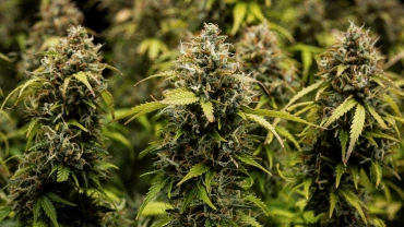 Granddaddy Purple Auto Anbautagebuch: Ernte-Cover Granddaddy Purple Auto Cannabisblüten in Nahaufnahme mit dichten, trichombedeckten Colas, orangefarbenen Blütenstempeln, reifen grünen Blüten und frostiger Harzschicht vor der Ernte.