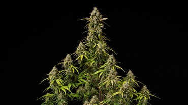 Atlas F1 Grow Report Cover: reife Cannabis-Colas Reife Atlas F1 Cannabis-Colas vor schwarzem Hintergrund, mit harzigen Buds, orangefarbenen Blütenstempeln, verblassenden Blättern und erntereifem Blütenwachstum für das Cover des Grow Reports.