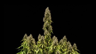 Pink Mist Auto Anbaubericht: reife Buds bei der Ernte Reife Pink Mist Auto Cannabispflanze mit hoher Hauptcola, dichten trichombedeckten Buds und mehreren blühenden Zweigen vor schwarzem Hintergrund.