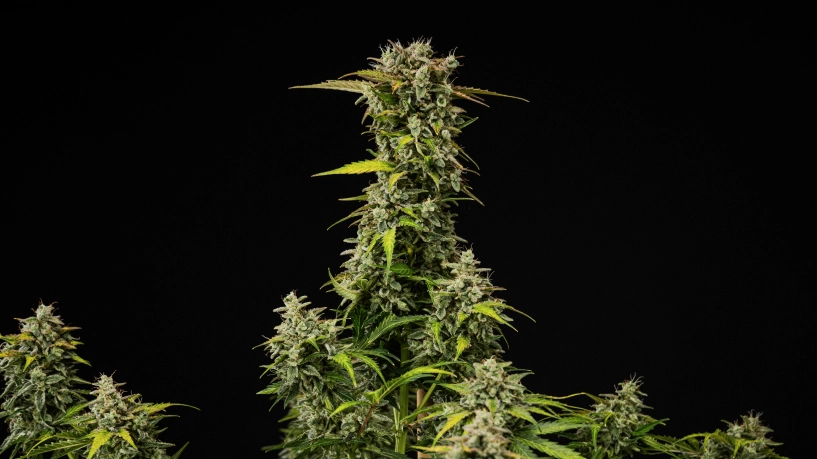 Ausgewachsene Royal Creamatic Cannabispflanze mit dichten harzigen Buds, frostigen Trichomen und einer hohen Hauptcola vor schwarzem Hintergrund.