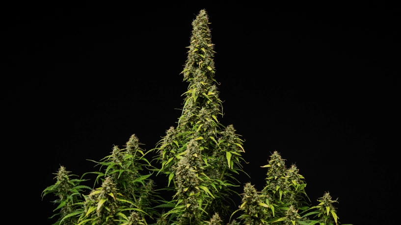 Reife Wedding Cake Auto Cannabispflanze vor schwarzem Hintergrund, mit dichten harzigen Buds, verblassenden Blättern und einer hohen zentralen Cola während der letzten Blütephase.