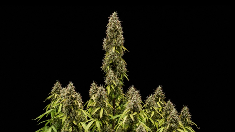 Pink Mist Auto Anbaubericht: reife Buds bei der Ernte Reife Pink Mist Auto Cannabispflanze mit hoher Hauptcola, dichten trichombedeckten Buds und mehreren blühenden Zweigen vor schwarzem Hintergrund.