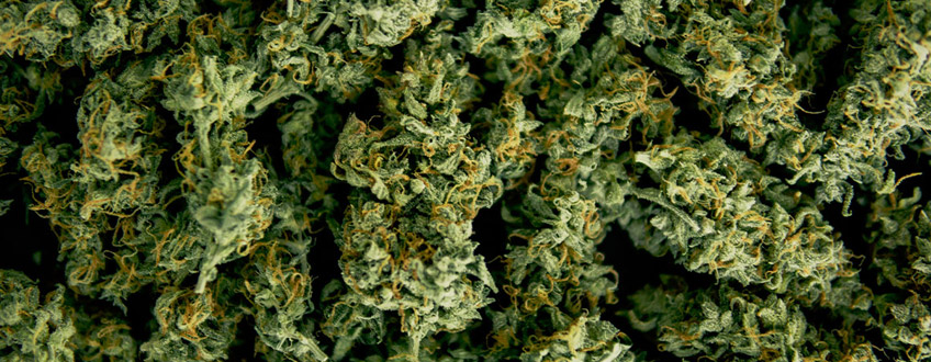 Cannabis Ernte Cannabis Ernte