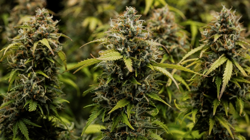 Granddaddy Purple Auto Anbautagebuch: Ernte-Cover Granddaddy Purple Auto Cannabisblüten in Nahaufnahme mit dichten, trichombedeckten Colas, orangefarbenen Blütenstempeln, reifen grünen Blüten und frostiger Harzschicht vor der Ernte.
