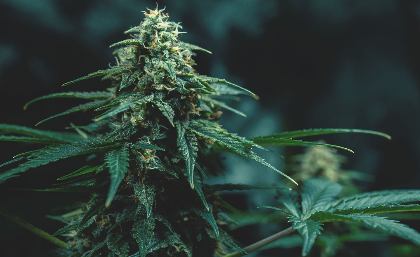 Thai Cannabis Genetics: History and Origins Thai Cannabis Genetics: History and Origins