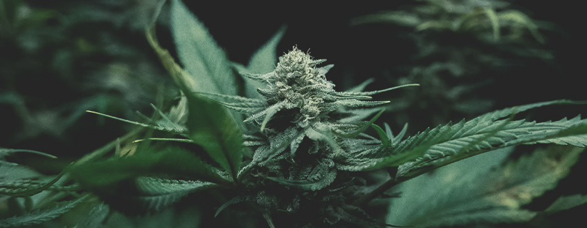 Der Cannabisanbau: Verständnis der Grundlagen Der Cannabisanbau: Verständnis der Grundlagen